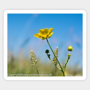 Buttercup from Meadow flower collection Sticker